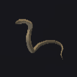 Sand Cobra