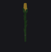 Corn Plant