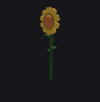 Sunflower Plant