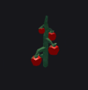 Tomato Plant