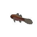 Devil Faced Face Fish