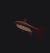 Grass Fish