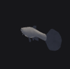 Guppy Fish