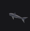 Shark Fish